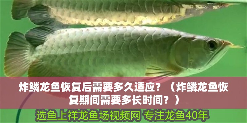 炸鱗龍魚恢復(fù)后需要多久適應(yīng)？（炸鱗龍魚恢復(fù)期間需要多長時(shí)間？）