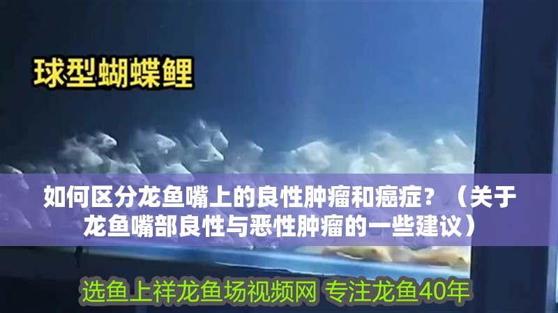 如何區分龍魚嘴上的良性腫瘤和癌癥？（關于龍魚嘴部良性與惡性腫瘤的一些建議）