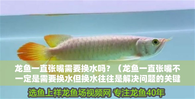 龍魚一直張嘴需要換水嗎？（龍魚一直張嘴不一定是需要換水但換水往往是解決問(wèn)題的關(guān)鍵一步）