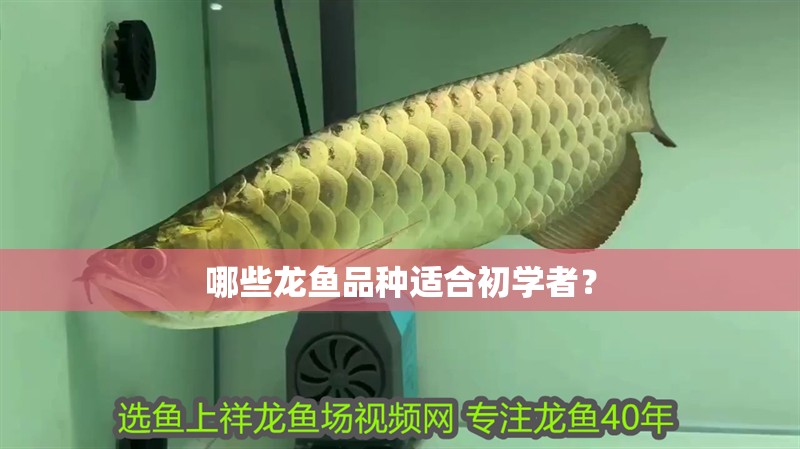 哪些龍魚品種適合初學者？