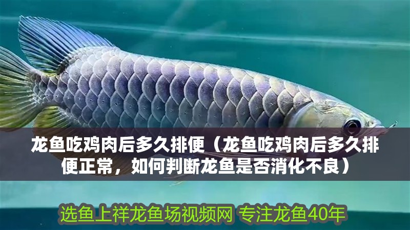 龍魚吃雞肉后多久排便（龍魚吃雞肉后多久排便正常，如何判斷龍魚是否消化不良）