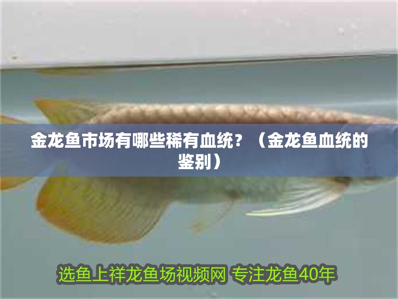 金龍魚市場有哪些稀有血統(tǒng)？（金龍魚血統(tǒng)的鑒別）