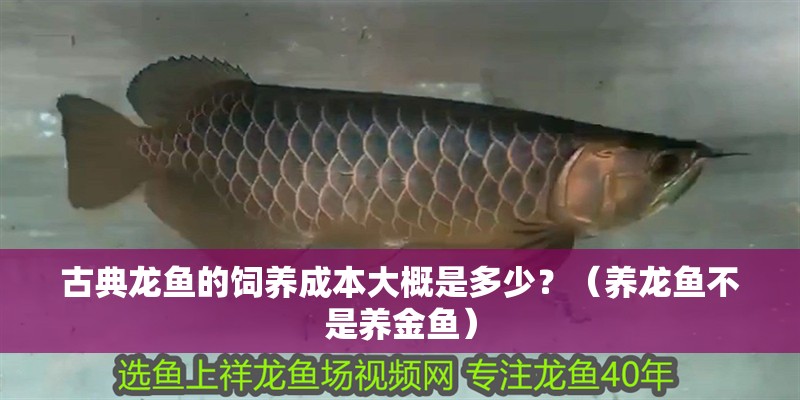古典龍魚的飼養(yǎng)成本大概是多少？（養(yǎng)龍魚不是養(yǎng)金魚）