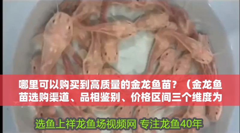 哪里可以購買到高質(zhì)量的金龍魚苗？（金龍魚苗選購渠道、品相鑒別、價格區(qū)間三個維度為你梳理清楚）