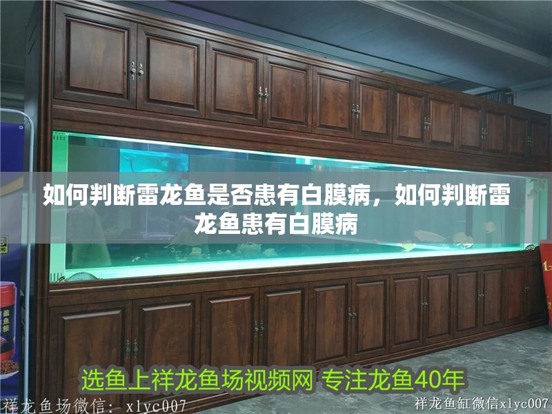 如何判斷雷龍魚是否患有白膜病，如何判斷雷龍魚患有白膜病