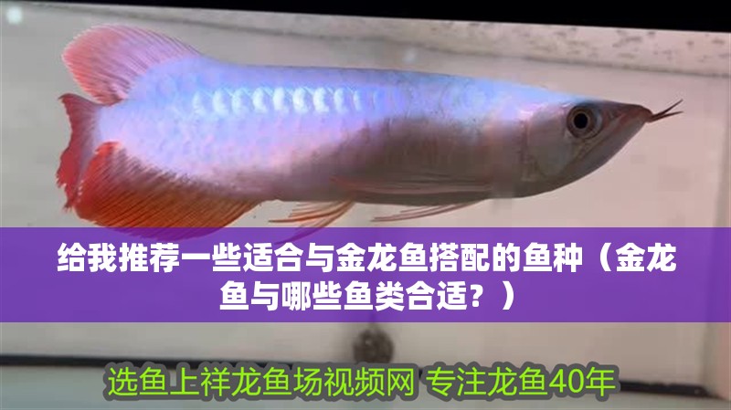 給我推薦一些適合與金龍魚搭配的魚種（金龍魚與哪些魚類合適？）