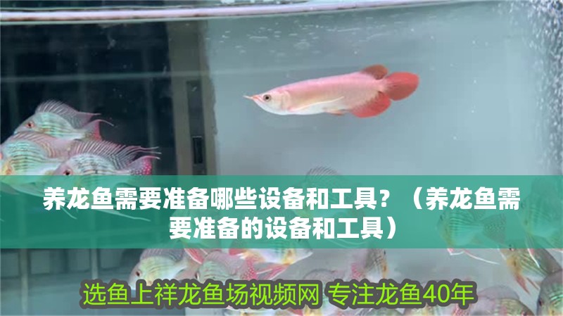 養龍魚需要準備哪些設備和工具？（養龍魚需要準備的設備和工具）