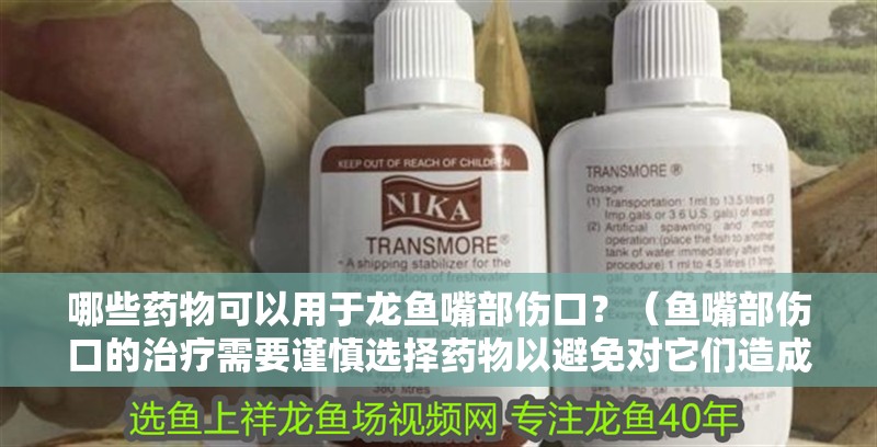 哪些藥物可以用于龍魚嘴部傷口？（魚嘴部傷口的治療需要謹慎選擇藥物以避免對它們造成傷害）