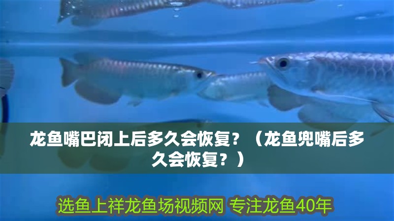 龍魚嘴巴閉上后多久會恢復？（龍魚兜嘴后多久會恢復？）