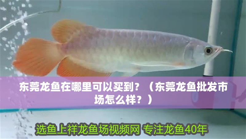 東莞龍魚在哪里可以買到？（東莞龍魚批發市場怎么樣？）