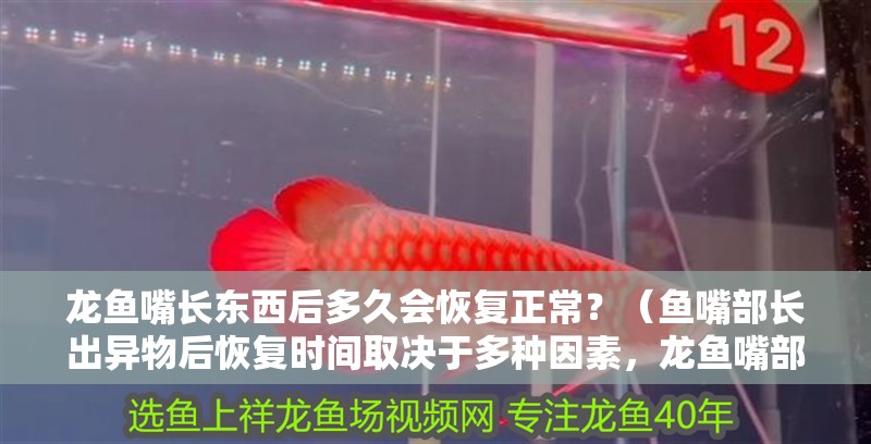 龍魚嘴長東西后多久會恢復正常？（魚嘴部長出異物后恢復時間取決于多種因素，龍魚嘴部恢復時間取決）