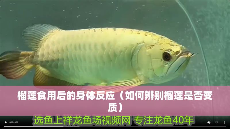 榴蓮食用后的身體反應（如何辨別榴蓮是否變質）