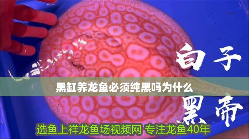 黑缸養龍魚必須純黑嗎為什么
