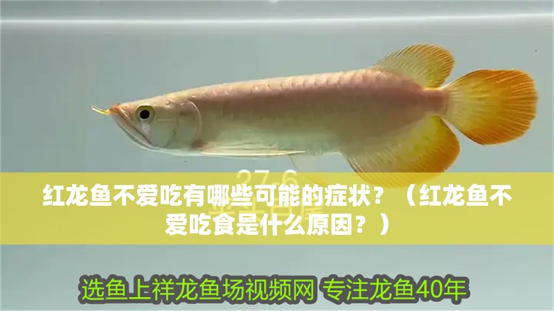 紅龍魚不愛吃有哪些可能的癥狀？（紅龍魚不愛吃食是什么原因？）