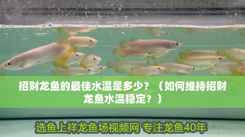 招財龍魚的最佳水溫是多少？（如何維持招財龍魚水溫穩定？）