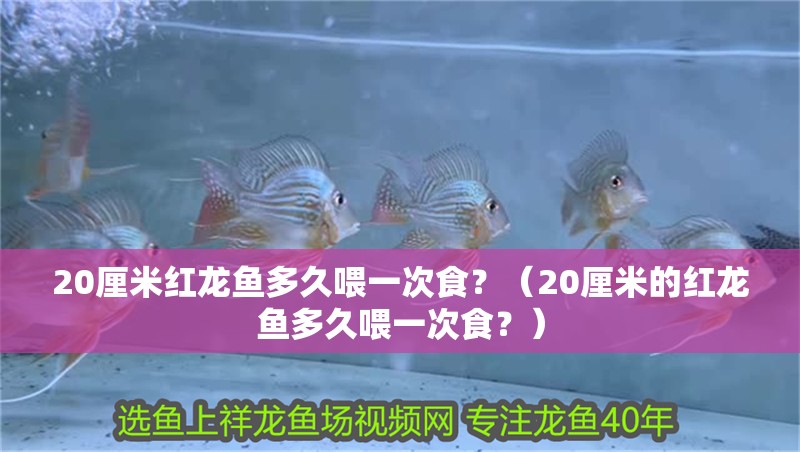20厘米紅龍魚多久喂一次食？（20厘米的紅龍魚多久喂一次食？）