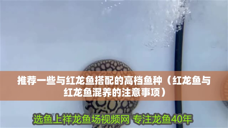 推薦一些與紅龍魚搭配的高檔魚種（紅龍魚與紅龍魚混養的注意事項）