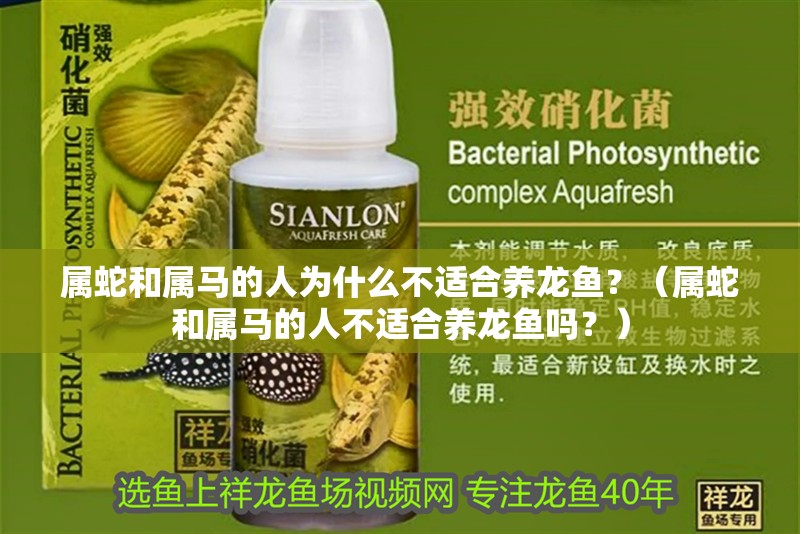 屬蛇和屬馬的人為什么不適合養龍魚？（屬蛇和屬馬的人不適合養龍魚嗎？）