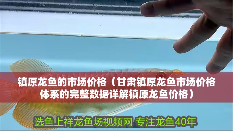 鎮原龍魚的市場價格（甘肅鎮原龍魚市場價格體系的完整數據詳解鎮原龍魚價格）