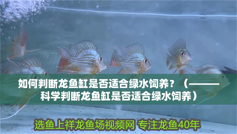 如何判斷龍魚缸是否適合綠水飼養(yǎng)？（———科學判斷龍魚缸是否適合綠水飼養(yǎng)）