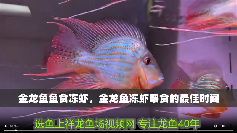金龍魚魚食凍蝦，金龍魚凍蝦喂食的最佳時(shí)間