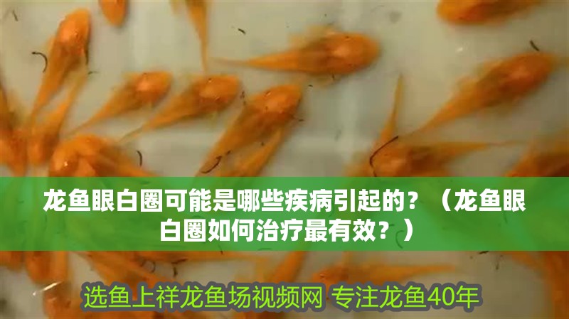 龍魚眼白圈可能是哪些疾病引起的？（龍魚眼白圈如何治療最有效？）