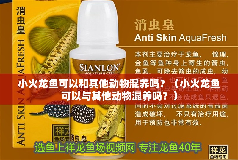 小火龍魚可以和其他動物混養(yǎng)嗎？（小火龍魚可以與其他動物混養(yǎng)嗎？）