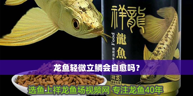 龍魚輕微立鱗會自愈嗎？
