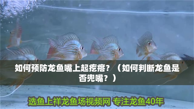 如何預防龍魚嘴上起疙瘩？（如何判斷龍魚是否兜嘴？）