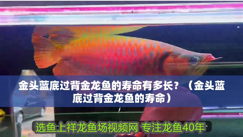 金頭藍底過背金龍魚的壽命有多長？（金頭藍底過背金龍魚的壽命）