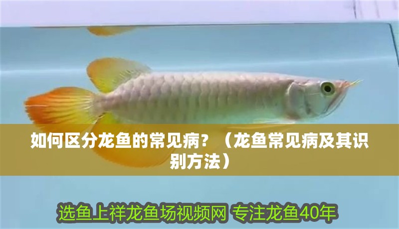 如何區分龍魚的常見??？（龍魚常見病及其識別方法）