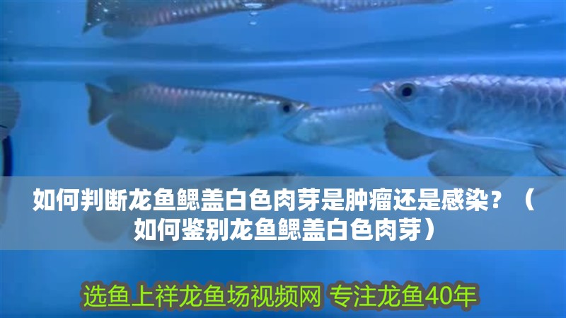 如何判斷龍魚鰓蓋白色肉芽是腫瘤還是感染？（如何鑒別龍魚鰓蓋白色肉芽）