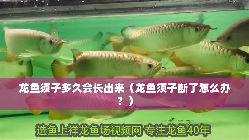 龍魚須子多久會長出來（龍魚須子斷了怎么辦？）