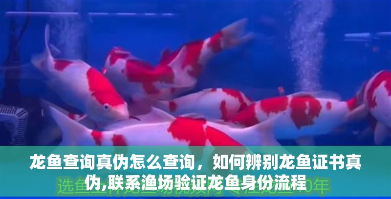 龍魚查詢真?zhèn)卧趺床樵儯绾伪鎰e龍魚證書真?zhèn)?聯(lián)系漁場驗證龍魚身份流程