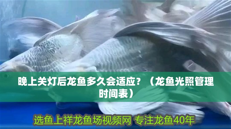 晚上關燈后龍魚多久會適應？（龍魚光照管理時間表）