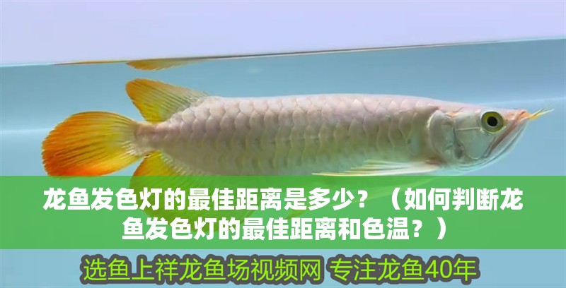 龍魚發色燈的最佳距離是多少？（如何判斷龍魚發色燈的最佳距離和色溫？）