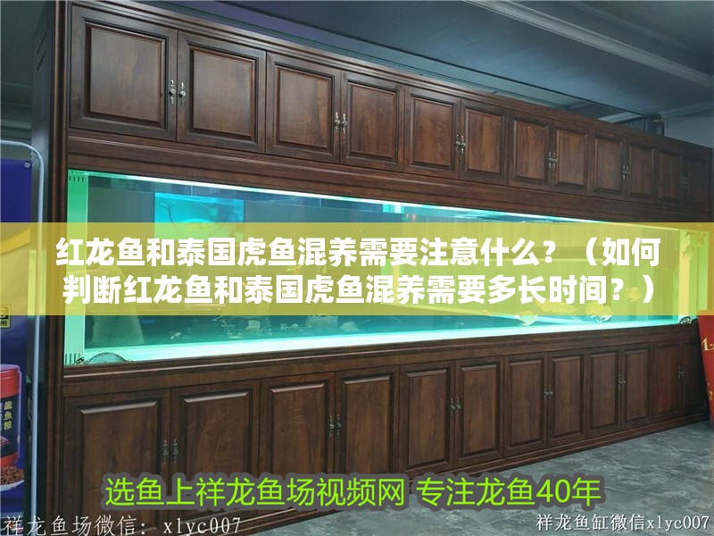 紅龍魚和泰國虎魚混養(yǎng)需要注意什么？（如何判斷紅龍魚和泰國虎魚混養(yǎng)需要多長時(shí)間？）