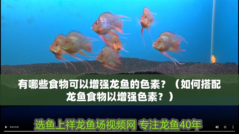 有哪些食物可以增強龍魚的色素？（如何搭配龍魚食物以增強色素？）