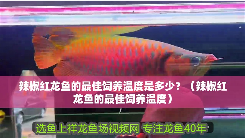 辣椒紅龍魚的最佳飼養(yǎng)溫度是多少？（辣椒紅龍魚的最佳飼養(yǎng)溫度）