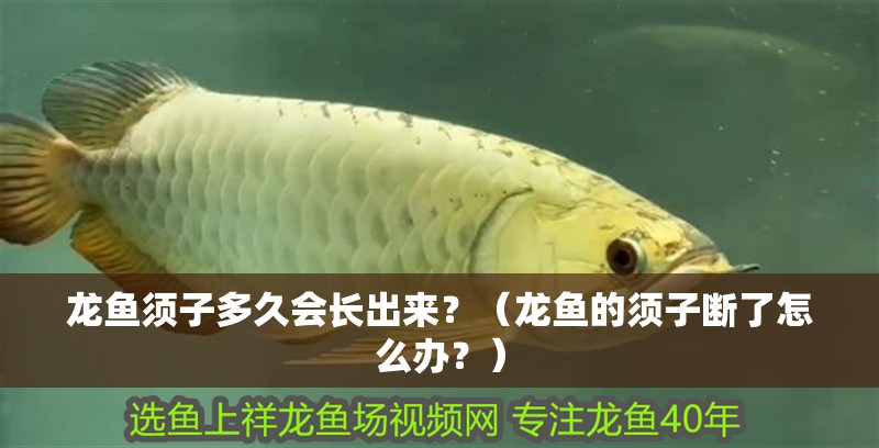 龍魚須子多久會長出來？（龍魚的須子斷了怎么辦？）