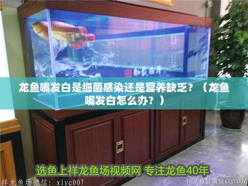 龍魚嘴發白是細菌感染還是營養缺乏？（龍魚嘴發白怎么辦？）