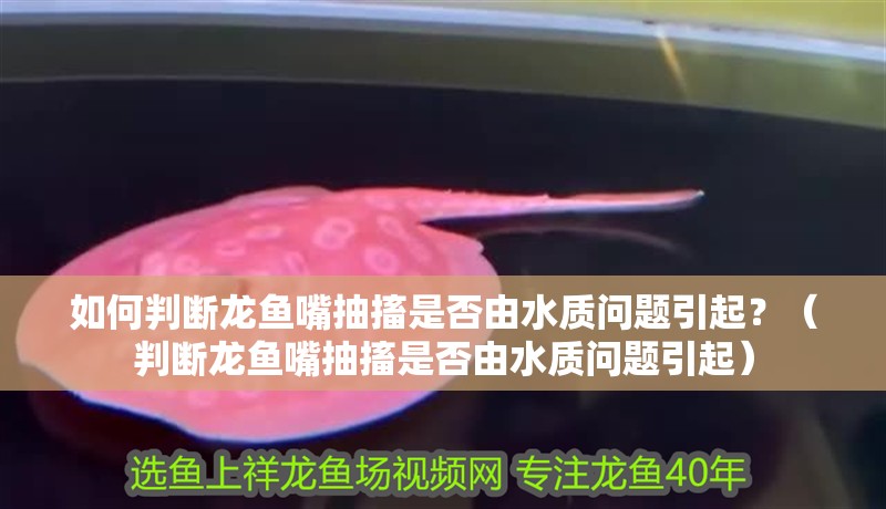 如何判斷龍魚嘴抽搐是否由水質(zhì)問題引起？（判斷龍魚嘴抽搐是否由水質(zhì)問題引起）