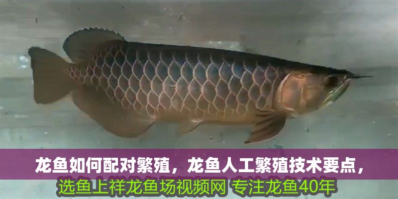 龍魚如何配對繁殖，龍魚人工繁殖技術要點，
