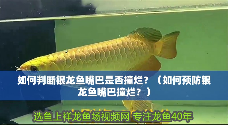 如何判斷銀龍魚嘴巴是否撞爛？（如何預防銀龍魚嘴巴撞爛？）