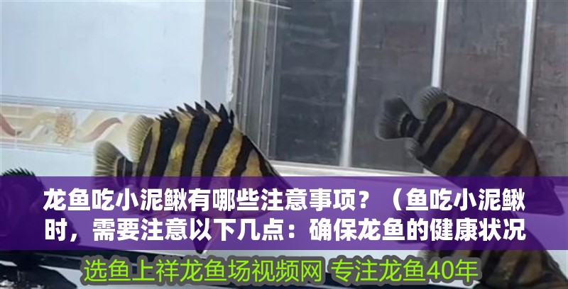 龍魚吃小泥鰍有哪些注意事項？（魚吃小泥鰍時，需要注意以下幾點：確保龍魚的健康狀況良好）