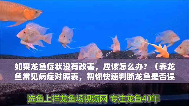 如果龍魚癥狀沒有改善，應該怎么辦？（養龍魚常見病癥對照表，幫你快速判斷龍魚是否誤診）
