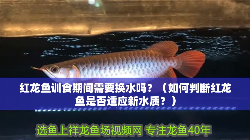 紅龍魚訓食期間需要換水嗎？（如何判斷紅龍魚是否適應新水質？）