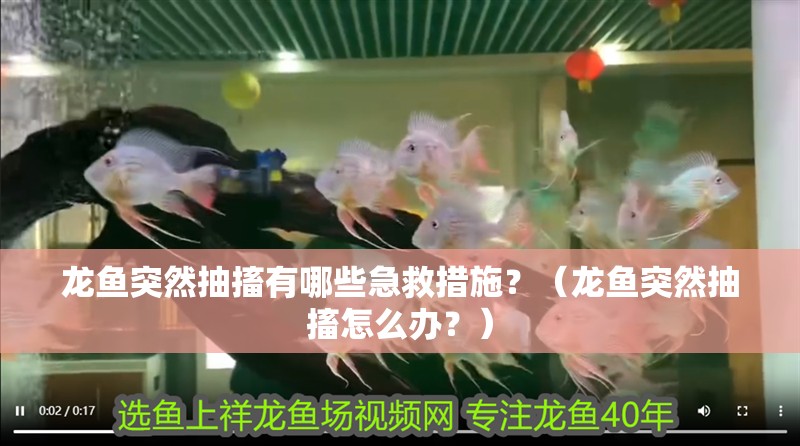龍魚突然抽搐有哪些急救措施？（龍魚突然抽搐怎么辦？）