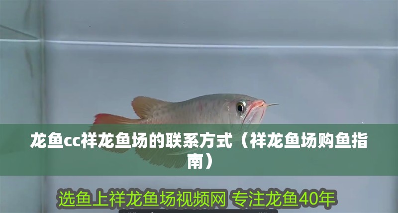 龍魚cc祥龍魚場的聯系方式（祥龍魚場購魚指南）