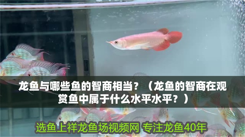 龍魚與哪些魚的智商相當(dāng)？（龍魚的智商在觀賞魚中屬于什么水平水平？）